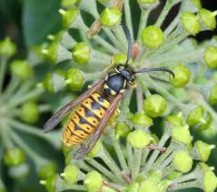 Attēlu rezultāti vaicājumam “Vespula germanica male”