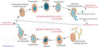 Attēlu rezultāti vaicājumam “Diachea muscorum plasmodium”