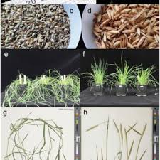 Attēlu rezultāti vaicājumam “Stemonitopsis aequalis (var. aequalis)”