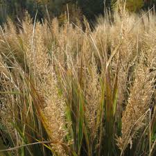 Attēlu rezultāti vaicājumam “Calamagrostis arundinacea leaf”