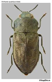 Attēlu rezultāti vaicājumam “Anthaxia quadripunctata”