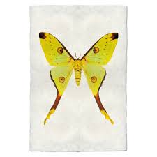 Image result for Papilionoidea