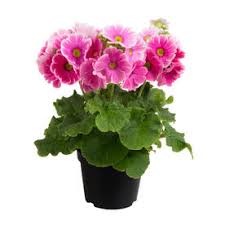 Image result for Primula obconica