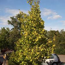 Attēlu rezultāti vaicājumam “Corylus colurna”