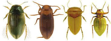 Attēlu rezultāti vaicājumam “Dytiscidae”