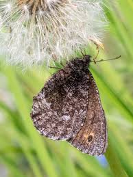 Attēlu rezultāti vaicājumam “Oeneis jutta underside”