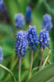 Attēlu rezultāti vaicājumam “Muscari botryoides flower”