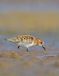 Attēlu rezultāti vaicājumam “Calidris minuta”