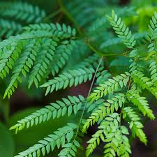 Attēlu rezultāti vaicājumam “Gleditsia triacanthos bud”