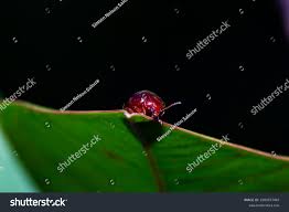 Attēlu rezultāti vaicājumam “Chrysolina staphylaea”