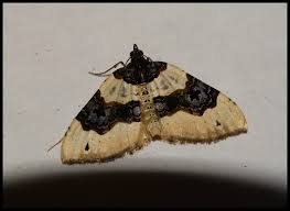 Attēlu rezultāti vaicājumam “Cosmorhoe ocellata”