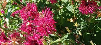 Attēlu rezultāti vaicājumam “Diderma montanum”