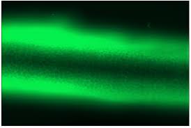 Attēlu rezultāti vaicājumam “Pemphigus borealis”