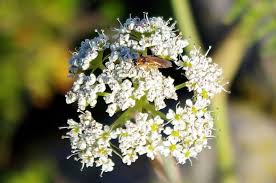 Attēlu rezultāti vaicājumam “Conioselinum tataricum”