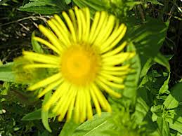 Attēlu rezultāti vaicājumam “Inula salicina leaf”