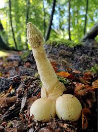 Attēlu rezultāti vaicājumam “Phallus impudicus”