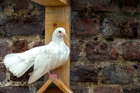 Attēlu rezultāti vaicājumam “Columba livia f. domestica adult”