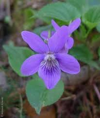 Attēlu rezultāti vaicājumam “Viola reichenbachiana”