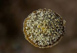 Attēlu rezultāti vaicājumam “Craterium minutum macro”