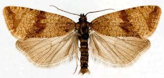 Attēlu rezultāti vaicājumam “Celypha striana”