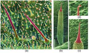 Attēlu rezultāti vaicājumam “Trichia erecta stalked”