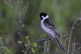 Image result for Emberiza pallasi