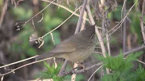 Image result for Phylloscopus schwarzi