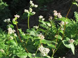 Attēlu rezultāti vaicājumam “Fagopyrum esculentum”