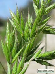Attēlu rezultāti vaicājumam “Bromus hordeaceus subsp. hordaceus”