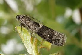 Attēlu rezultāti vaicājumam “Apomyelois bistriatella”