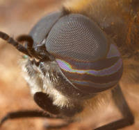 Attēlu rezultāti vaicājumam “Heptatoma pellucens”