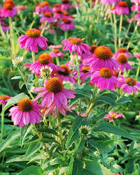 Attēlu rezultāti vaicājumam “Echinacea purpurea bud”
