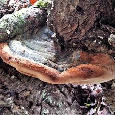 Attēlu rezultāti vaicājumam “Phellinus alni”