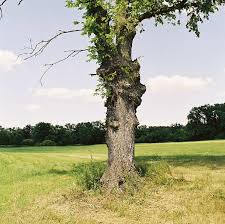 Attēlu rezultāti vaicājumam “Ulmus minor”