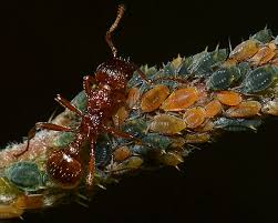 Attēlu rezultāti vaicājumam “Aphis farinosa”