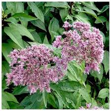 Image result for Eupatorium cannabinum