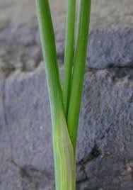 Attēlu rezultāti vaicājumam “Allium scorodoprasum leaf”