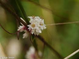 Attēlu rezultāti vaicājumam “Cuscuta epithymum subsp. trifolii flower”