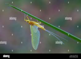Attēlu rezultāti vaicājumam “Heptagenia sulphurea female”