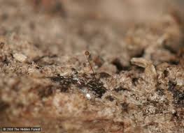 Attēlu rezultāti vaicājumam “Cribraria microcarpa spores”