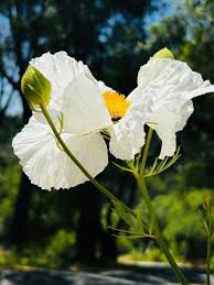 Image result for Romneya coulteri