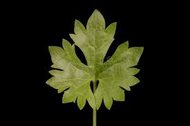 Attēlu rezultāti vaicājumam “Ranunculus auricomus leaf”