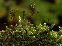 Attēlu rezultāti vaicājumam “Hypnum cupressiforme sporophyte”