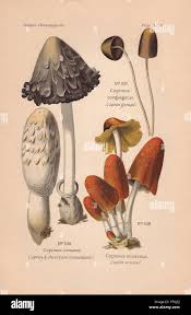 Attēlu rezultāti vaicājumam “Coprinus comatus”