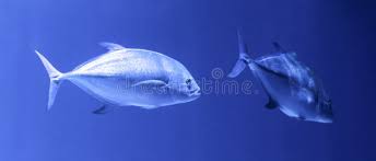 Image result for Caranx hippos