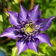 Image result for clematis multi blue