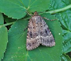 Attēlu rezultāti vaicājumam “Amphipyra pyramidea”