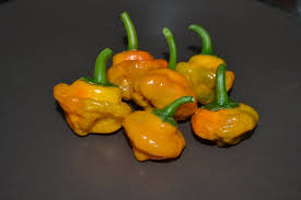 Afbeeldingsresultaat voor yellow mushroom hot pepper