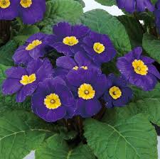 Attēlu rezultāti vaicājumam “Primula x margotae flower”