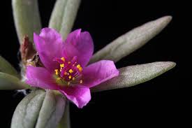 Attēlu rezultāti vaicājumam “Portulacaceae”